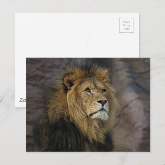 Afrikaanse lion briefkaart (Voorkant / Achterkant)