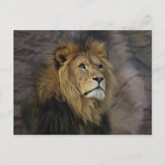 Afrikaanse lion briefkaart