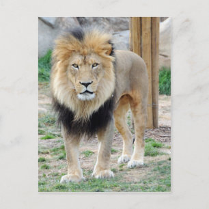Afrikaanse lion briefkaart