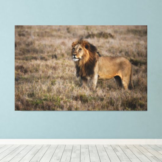 Afrikaanse lion canvas afdruk (Insitu (Houten vloer))
