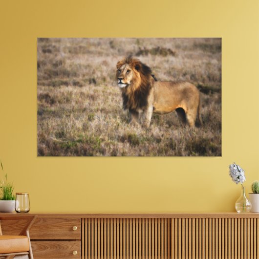 Afrikaanse lion canvas afdruk (Insitu (Woonkamer))