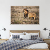 Afrikaanse lion canvas afdruk (Insitu (Slaapkamer))