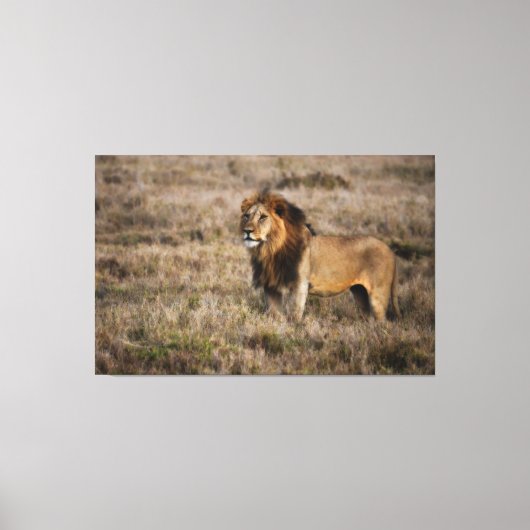Afrikaanse lion canvas afdruk (Voorkant)