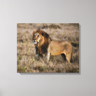 Afrikaanse lion canvas afdruk