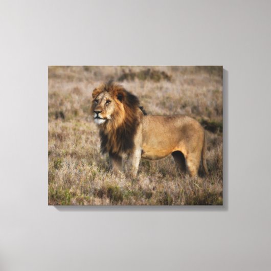 Afrikaanse lion canvas afdruk (Voorkant)