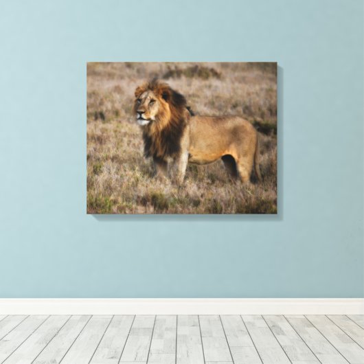 Afrikaanse lion canvas afdruk (Insitu (Houten vloer))