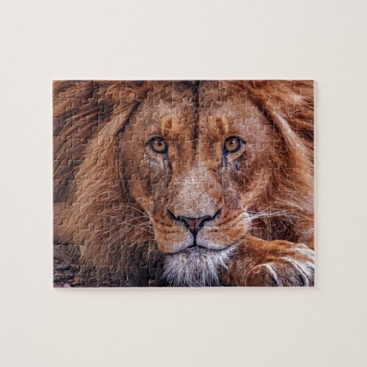 Afrikaanse lion legpuzzel (Horizontaal)