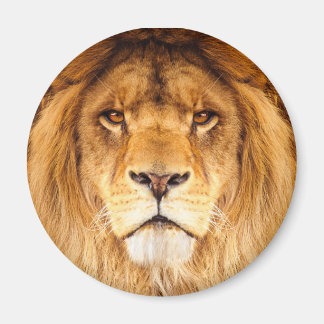 Afrikaanse lion magneet