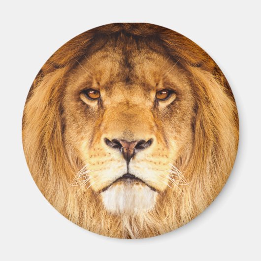 Afrikaanse lion magneet (Voorkant)