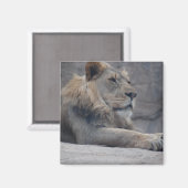 Afrikaanse lion magneet (Voorkant / Achterkant)
