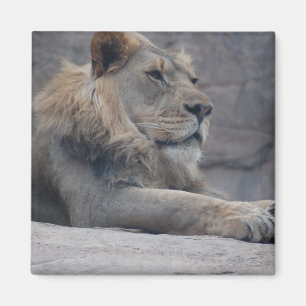 Afrikaanse lion magneet