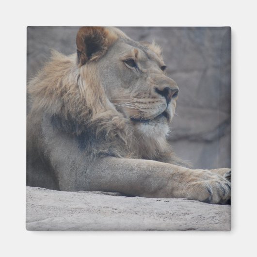 Afrikaanse lion magneet (Voorkant)