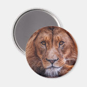 Afrikaanse lion magneet (Voorkant / Achterkant)