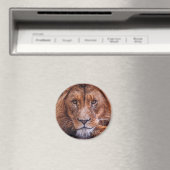 Afrikaanse lion magneet (Insitu (Vaatwasser))