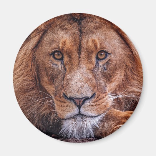 Afrikaanse lion magneet (Voorkant)