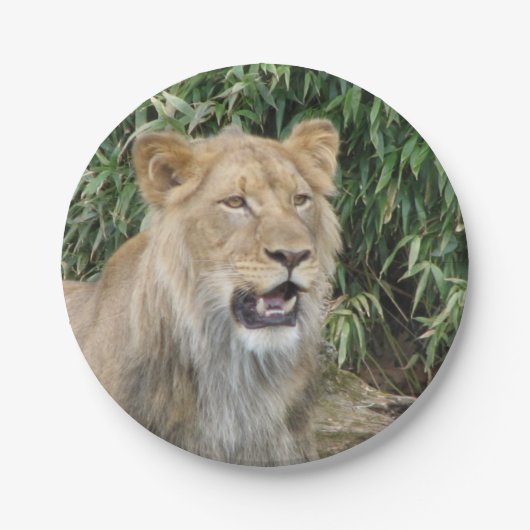 Afrikaanse lion papieren bordje (Voorkant)