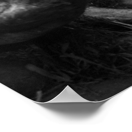 Afrikaanse lion poster (Hoek)