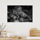 Afrikaanse lion poster (Keuken)