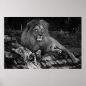 Afrikaanse lion poster (Voorkant)
