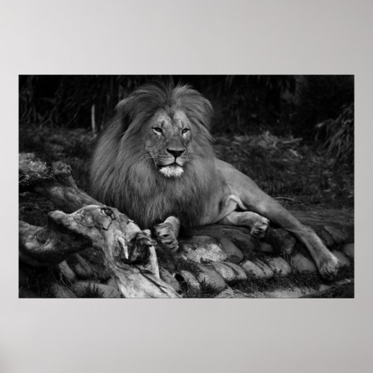 Afrikaanse lion poster (Voorkant)