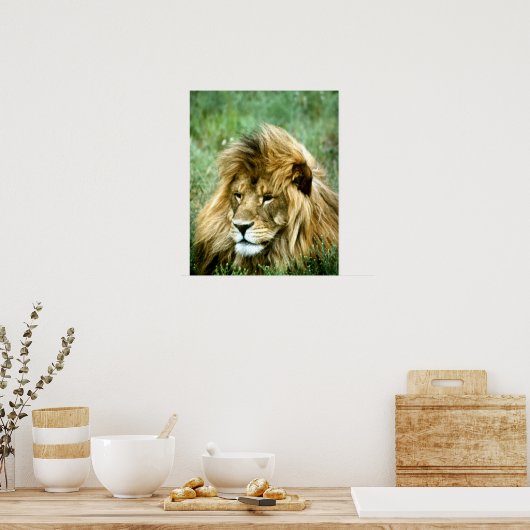 Afrikaanse lion poster (Keuken)