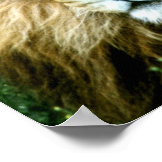 Afrikaanse lion poster (Hoek)