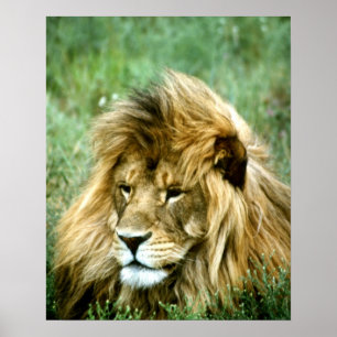 Afrikaanse lion poster