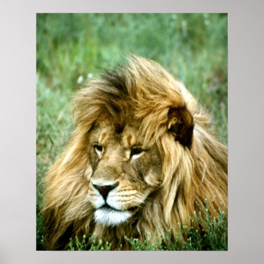 Afrikaanse lion poster (Voorkant)