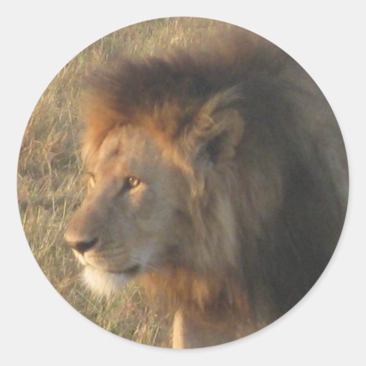 Afrikaanse lion ronde sticker (Voorkant)