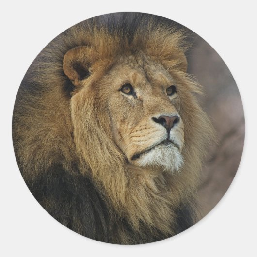 Afrikaanse lion ronde sticker (Voorkant)