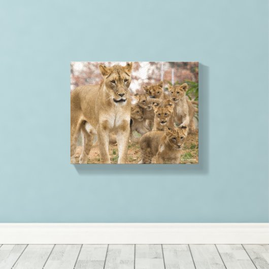 Afrikaanse lionkubussen met moeder canvas afdruk (Insitu (Houten vloer))