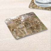 Afrikaanse lionkubussen met moeder kartonnen onderzetters (Schuin)