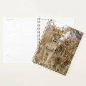 Afrikaanse lionkubussen met moeder planner (Display)