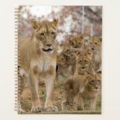 Afrikaanse lionkubussen met moeder planner (Voorkant)