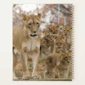 Afrikaanse lionkubussen met moeder planner (Achterkant)