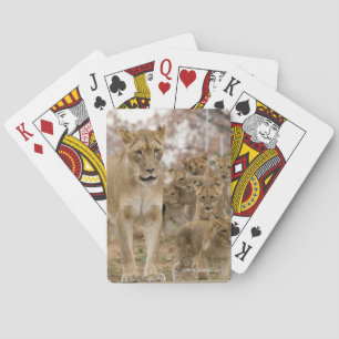Afrikaanse lionkubussen met moeder pokerkaarten