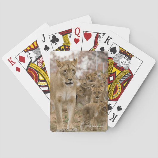 Afrikaanse lionkubussen met moeder pokerkaarten (Achterkant)