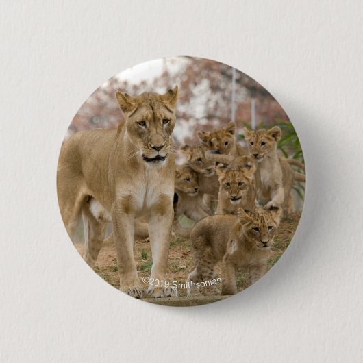 Afrikaanse lionkubussen met moeder ronde button 5,7 cm (Voorkant)