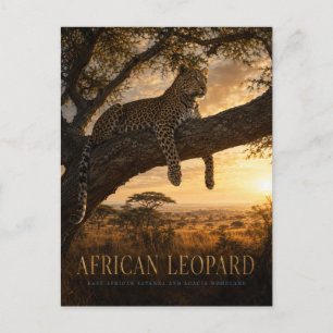 Afrikaanse Luipaard Acacia Savanne DIEREN Briefkaart
