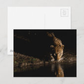 Afrikaanse luipaard briefkaart (Voorkant / Achterkant)