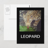 Afrikaanse luipaard briefkaart (Voorkant / Achterkant)