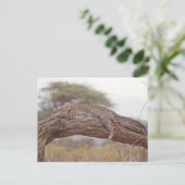 Afrikaanse luipaard ligt op een boomtak briefkaart (Staand voorkant)