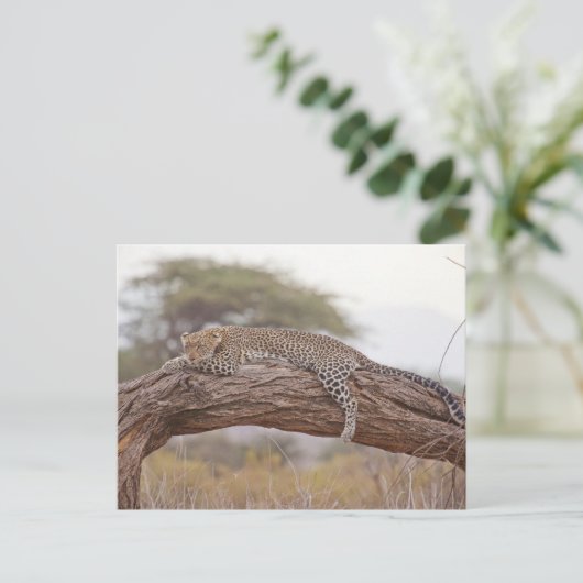 Afrikaanse luipaard ligt op een boomtak briefkaart (Staand voorkant)