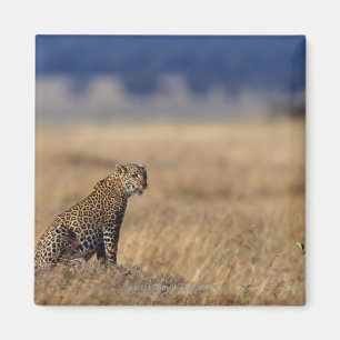 Afrikaanse luipaard op graslanden, Kenia, Afrika Magneet