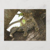 Afrikaanse luipaard, Panthera pardus Briefkaart (Voorkant)