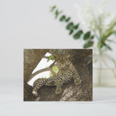 Afrikaanse luipaard, Panthera pardus Briefkaart (Staand voorkant)