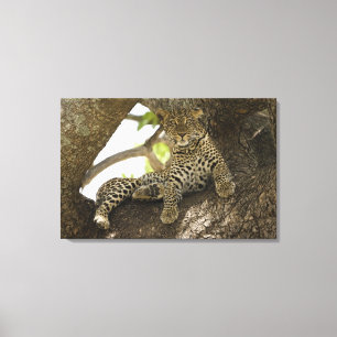 Afrikaanse Luipaard, Panthera pardus Canvas Afdruk
