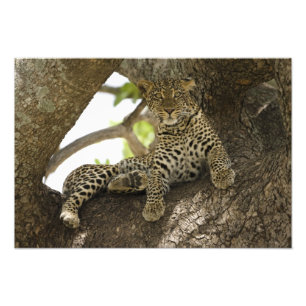 Afrikaanse Luipaard, Panthera pardus Foto Afdruk