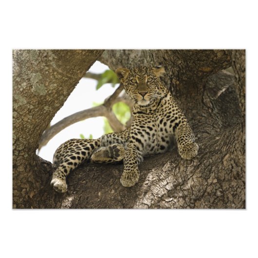 Afrikaanse Luipaard, Panthera pardus Foto Afdruk (Voorkant)