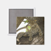 Afrikaanse Luipaard, Panthera pardus Magneet (Voorkant / Achterkant)